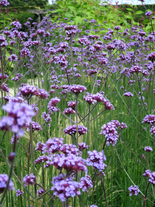 Verbena bonariensis - Brazilian Vervain