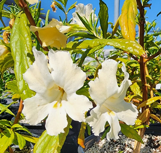 Diplacus bifidus 'White' - White Bush Monkey Flower