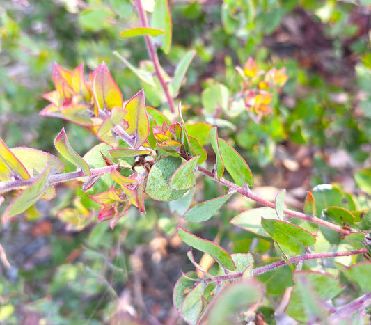 Arctostaphylos pajaroensis 'Warren Roberts' - Warren Roberts Pajaro Manzanita