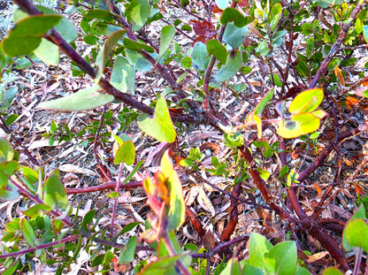 Arctostaphylos pajaroensis 'Warren Roberts' - Warren Roberts Pajaro Manzanita