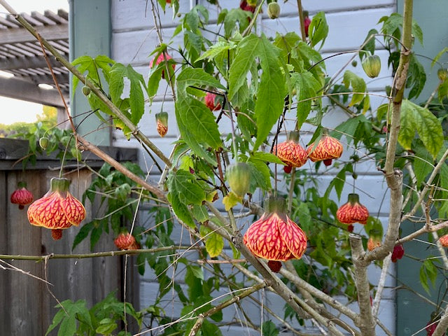 A flowering maple tree with vibrant red-veined yellow flowers and green leaves in a garden setting 