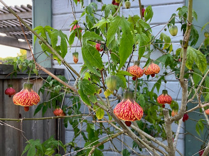 A flowering maple tree with vibrant red-veined yellow flowers and green leaves in a garden setting 