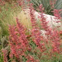 Agastache rupestris - Licorice Mint Hyssop