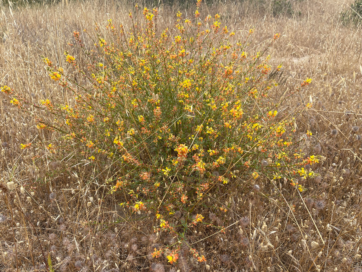 Acmispon glaber - Deerweed
