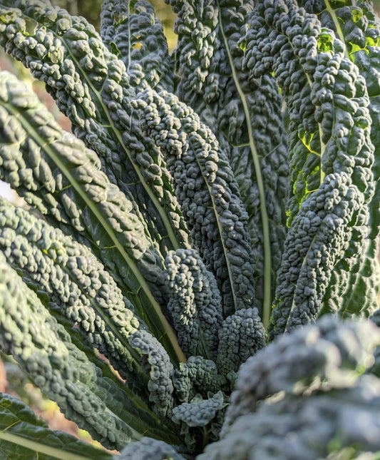 dinosaur kale - lacinato kale