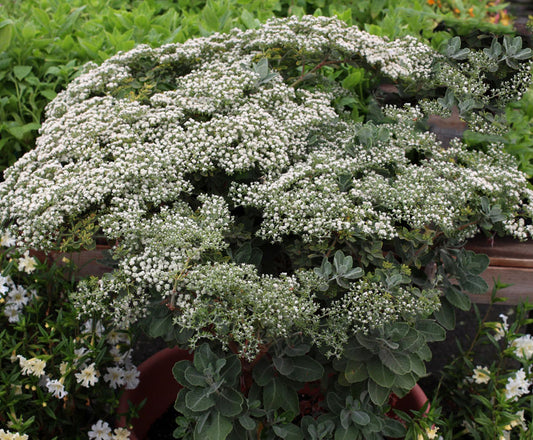 photo from anniesannuals.com