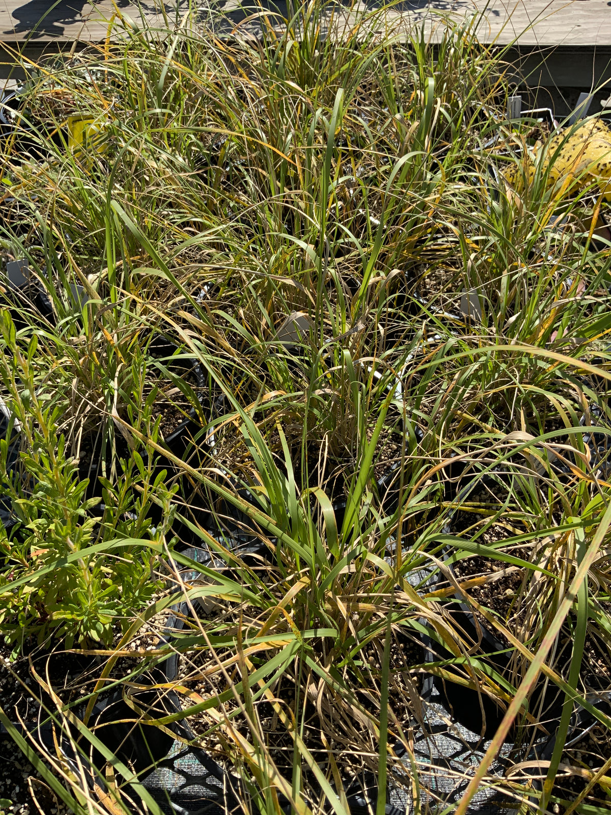 Muhlenbergia rigens - Deergrass
