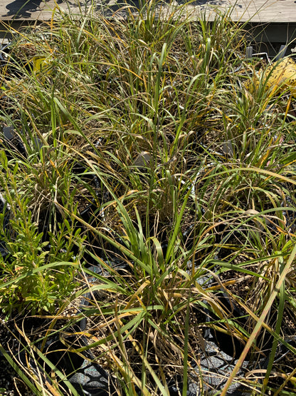 Muhlenbergia rigens - Deergrass