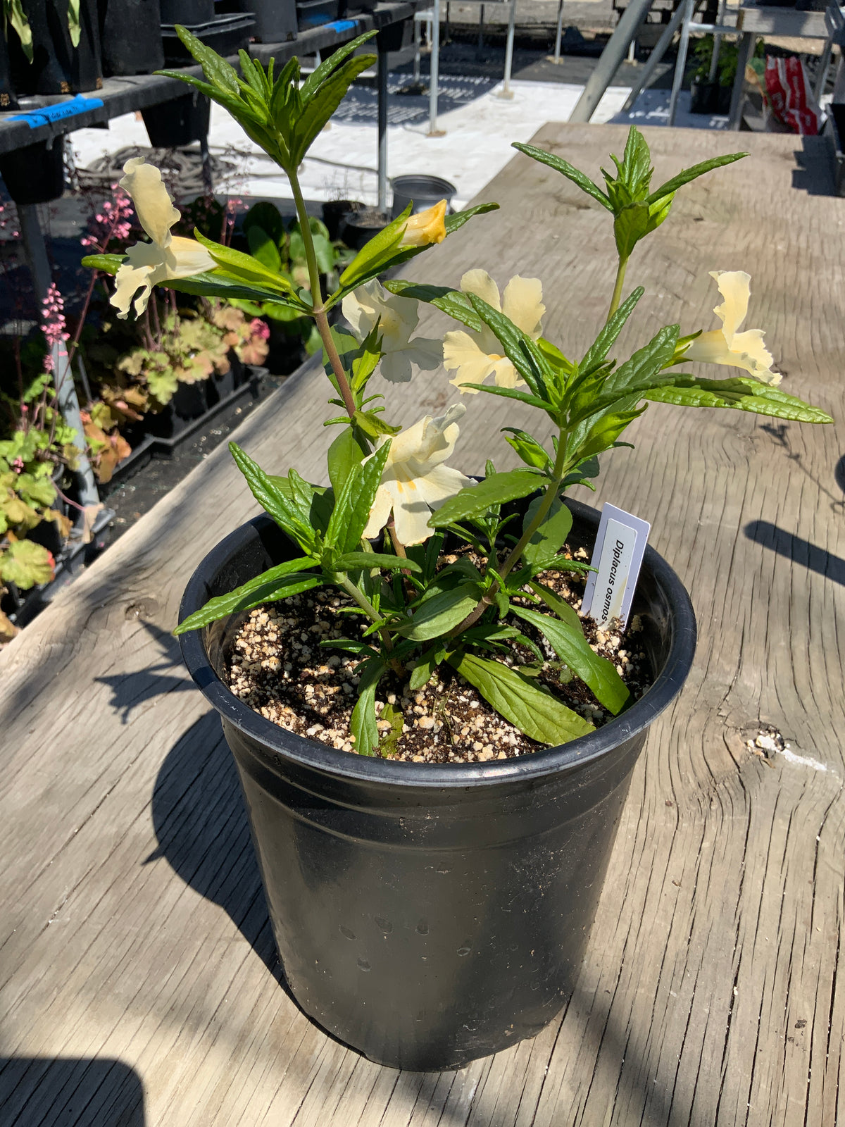 Diplacus osmo- Osmo Monkeyflower (mimulus)