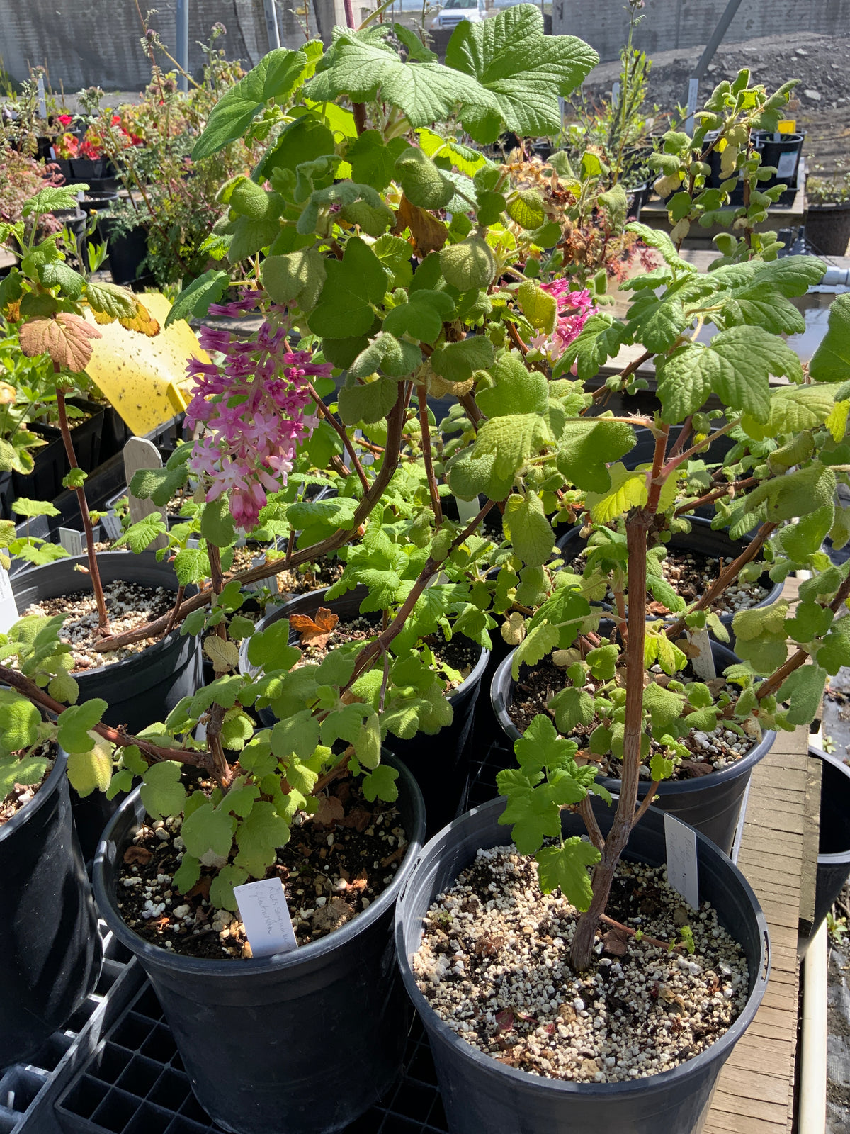 Ribes sanguineum glutinosum  Pink Flowering Currant