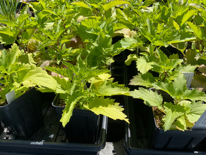 Scrophularia californica - Native Bee Plant