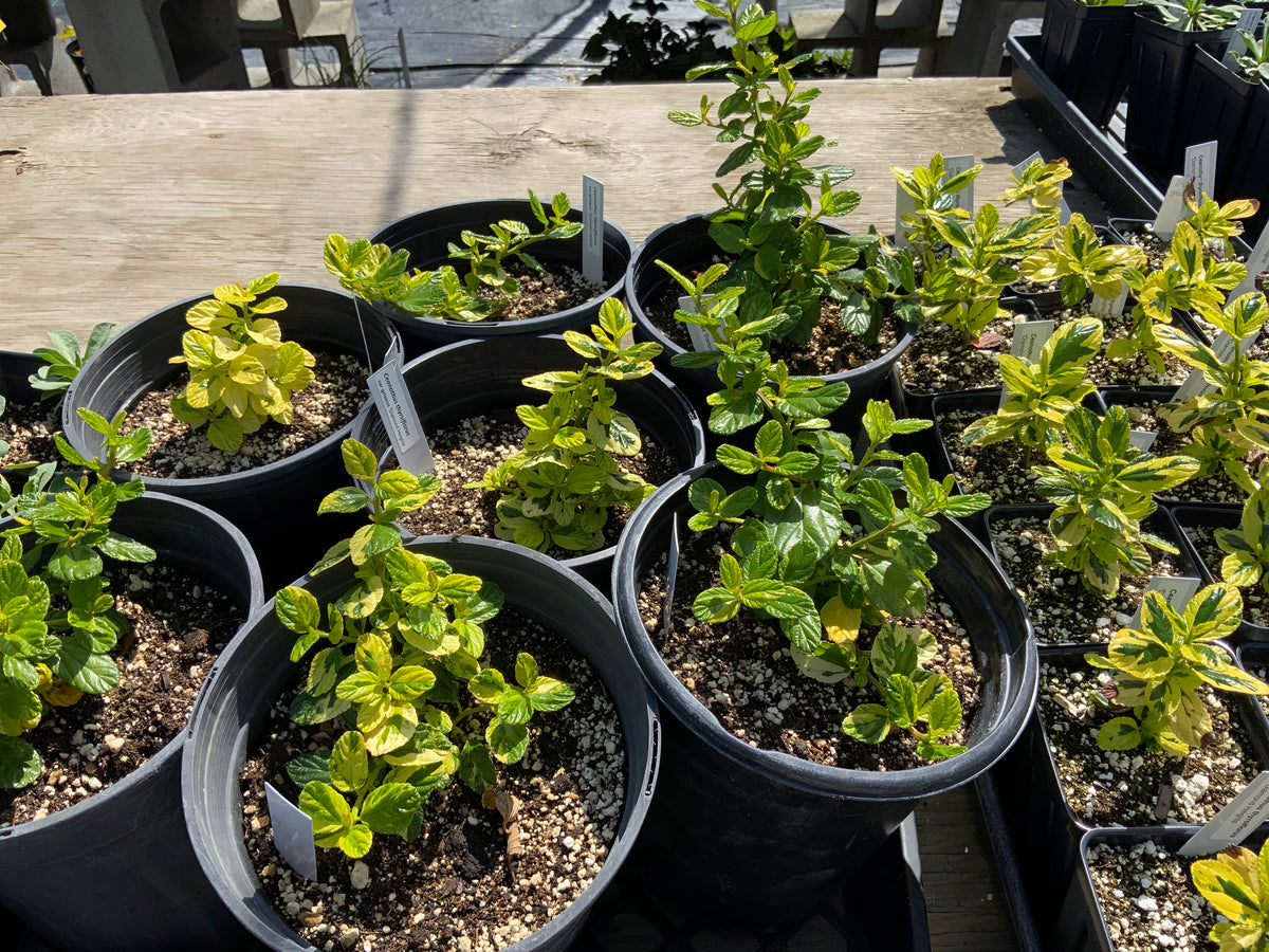 Ceanothus thyrsiflorus var. griseus 'Diamond Heights'