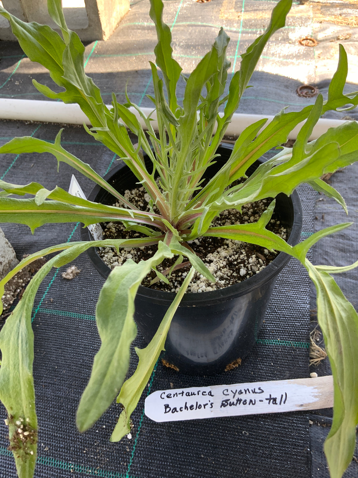 Centaurea cyanus 'Tall Blend Cornflower'