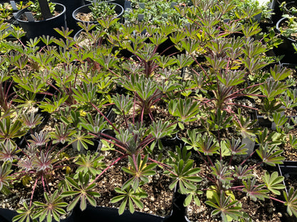 Lupinus microcarpus densiflorus - Golden Lupine