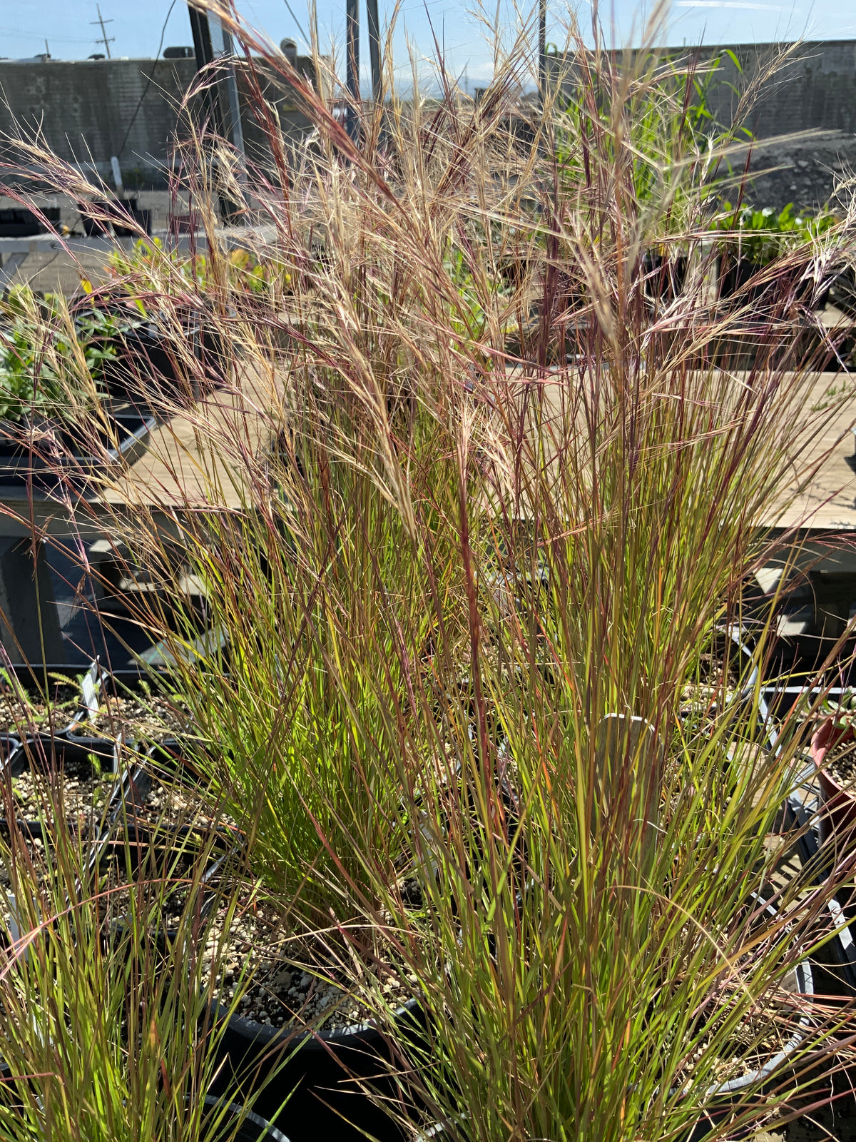 Aristida purpurea - Purple Three Awn