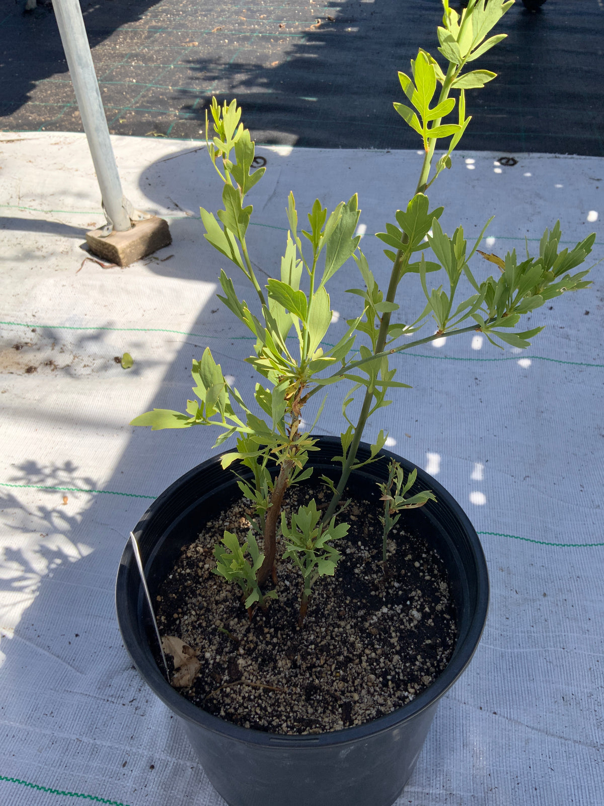 Romneya coulteri - Matilija Poppy - UC Master Gardeners of Monterey and Santa Cruz Counties