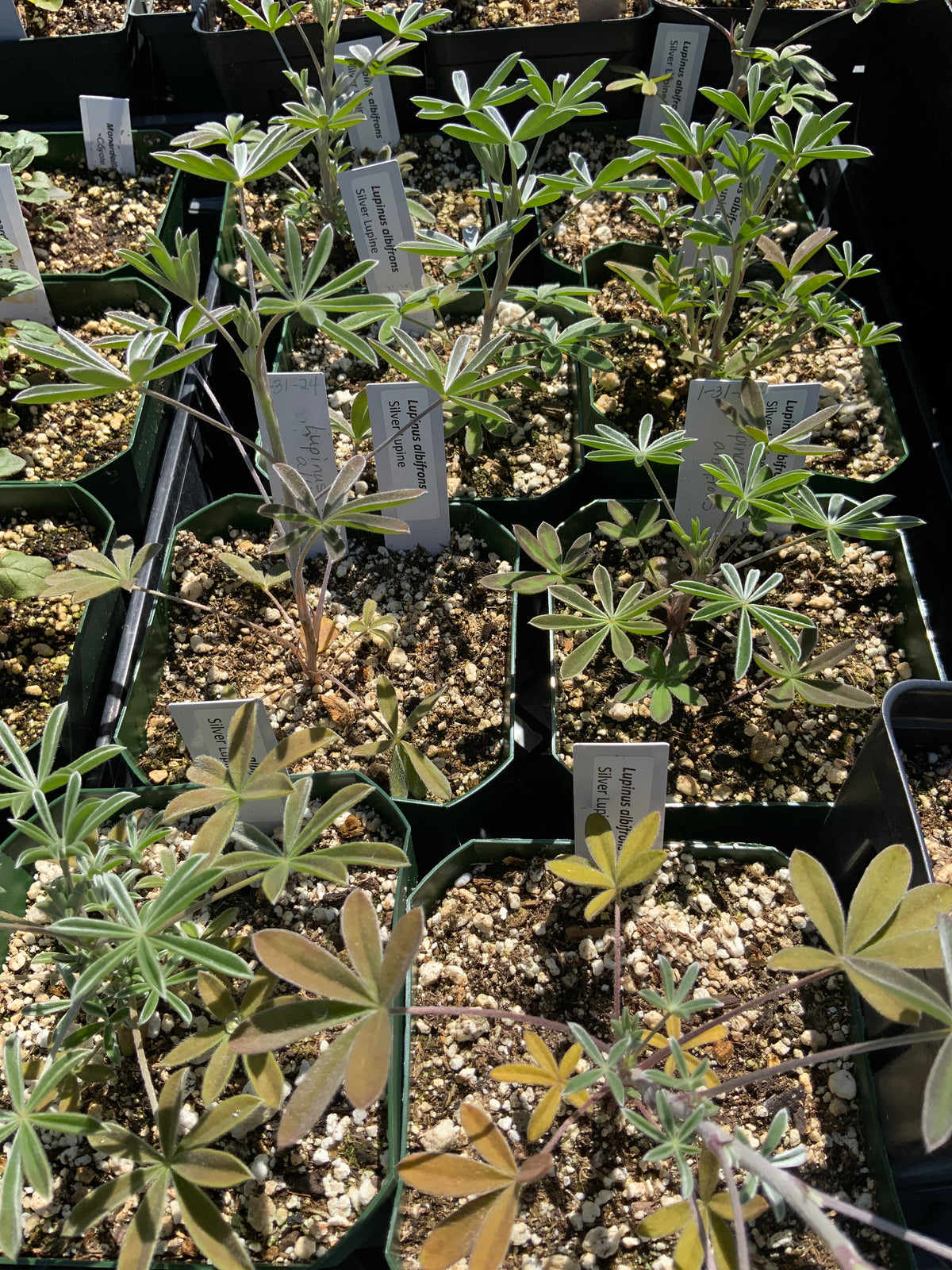 Lupinus albifrons - Silver Lupine