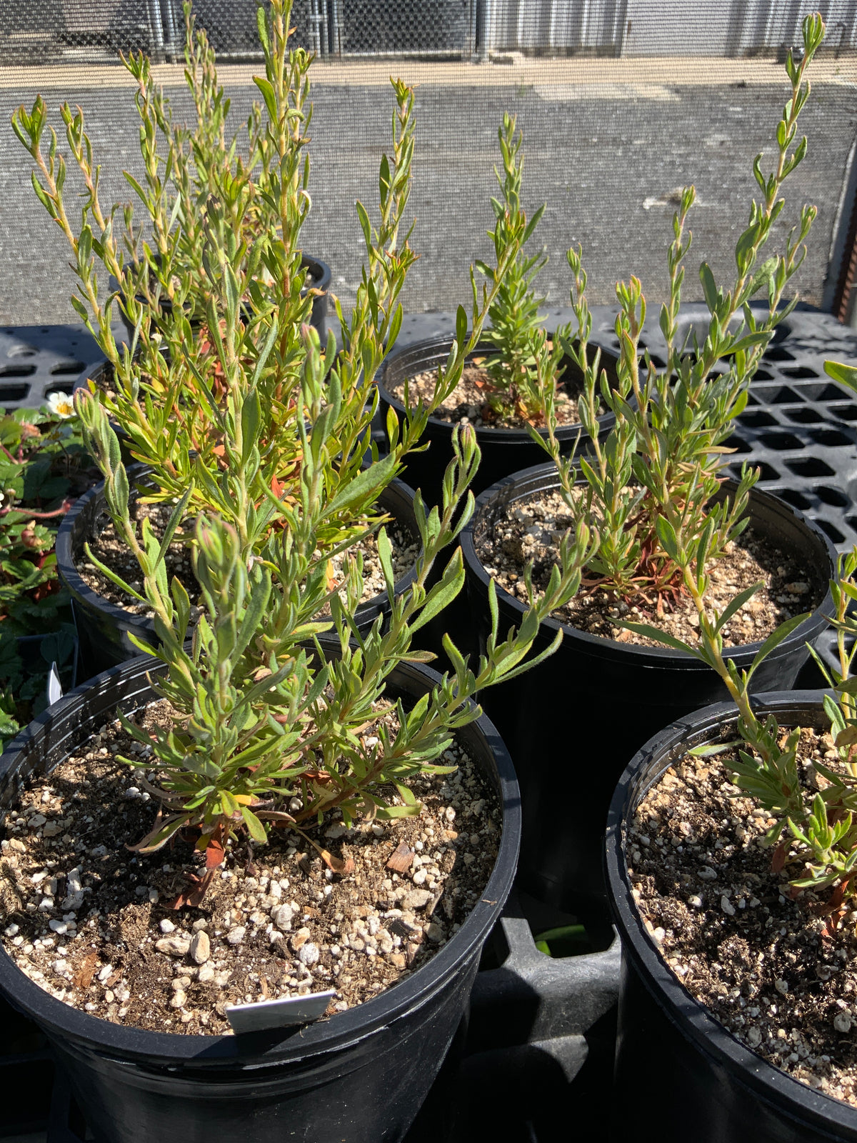 Eriogonum fasciculatum - California Buckwheat
