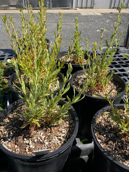 Eriogonum fasciculatum - California Buckwheat