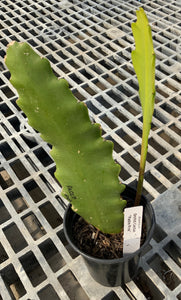 Epiphyllum 'Padre' - Orchid Cactus