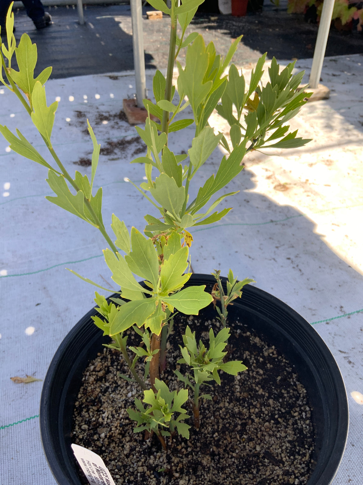 Romneya coulteri - Matilija Poppy - UC Master Gardeners of Monterey and Santa Cruz Counties
