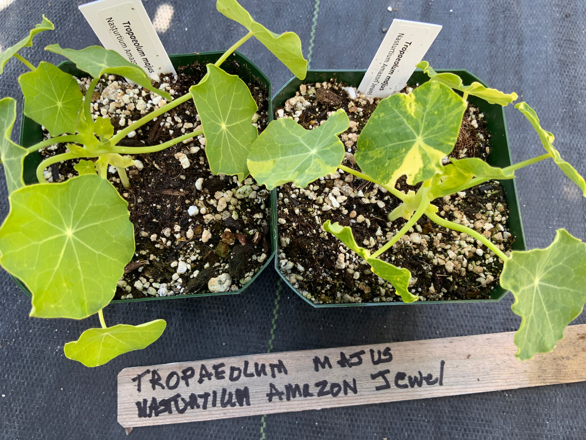 Tropaeolum majus -  "Amazon Jewel" Climbing Nasturtium