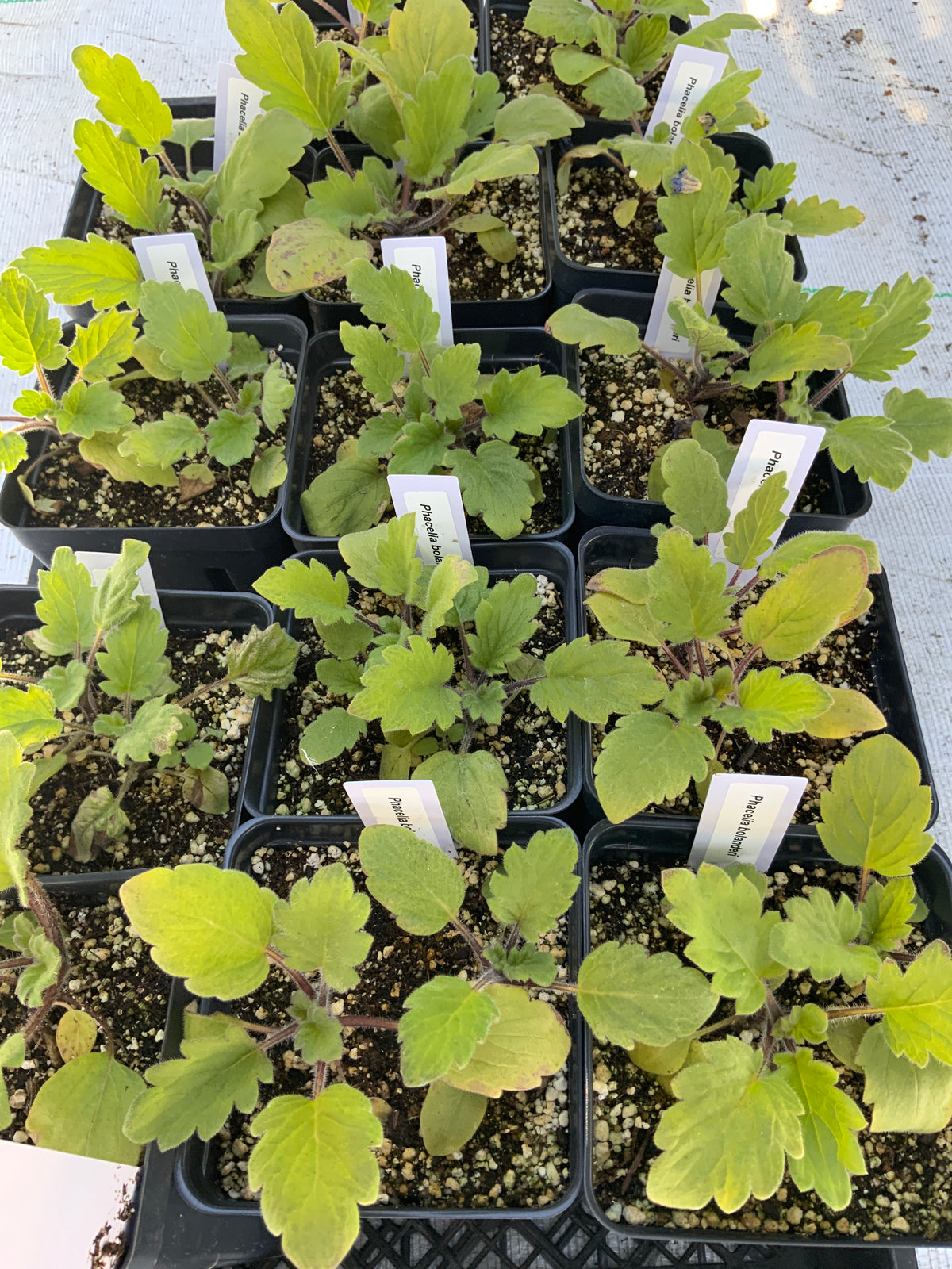 Phacelia bolanderi - Bolander's Phacelia