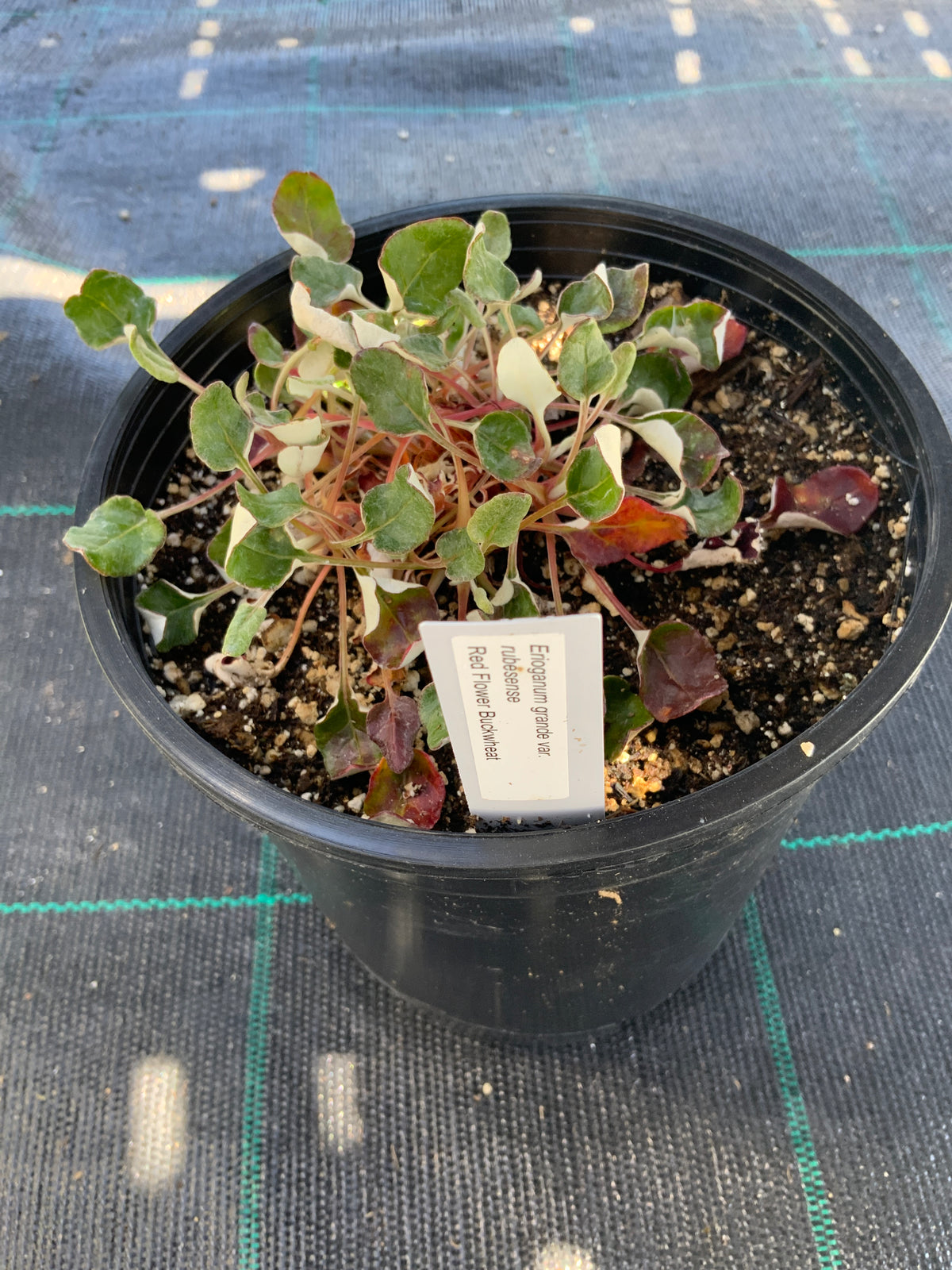 Eriogonum grande rubescens - Red-flowered Buckwheat