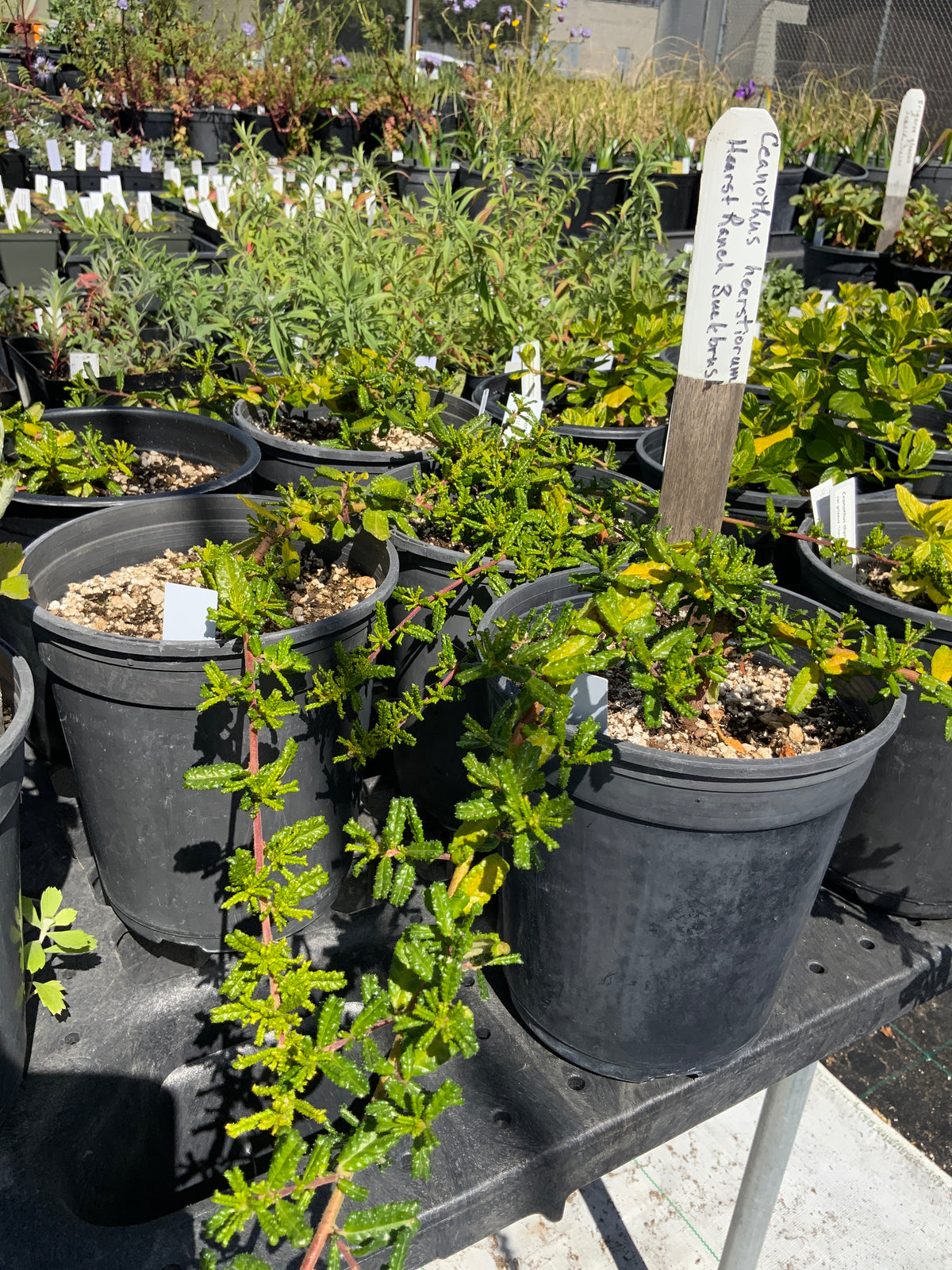 Ceanothus hearstiorum 'Hearst's Ceanothus", "Hearst Ranch Buckbrush"