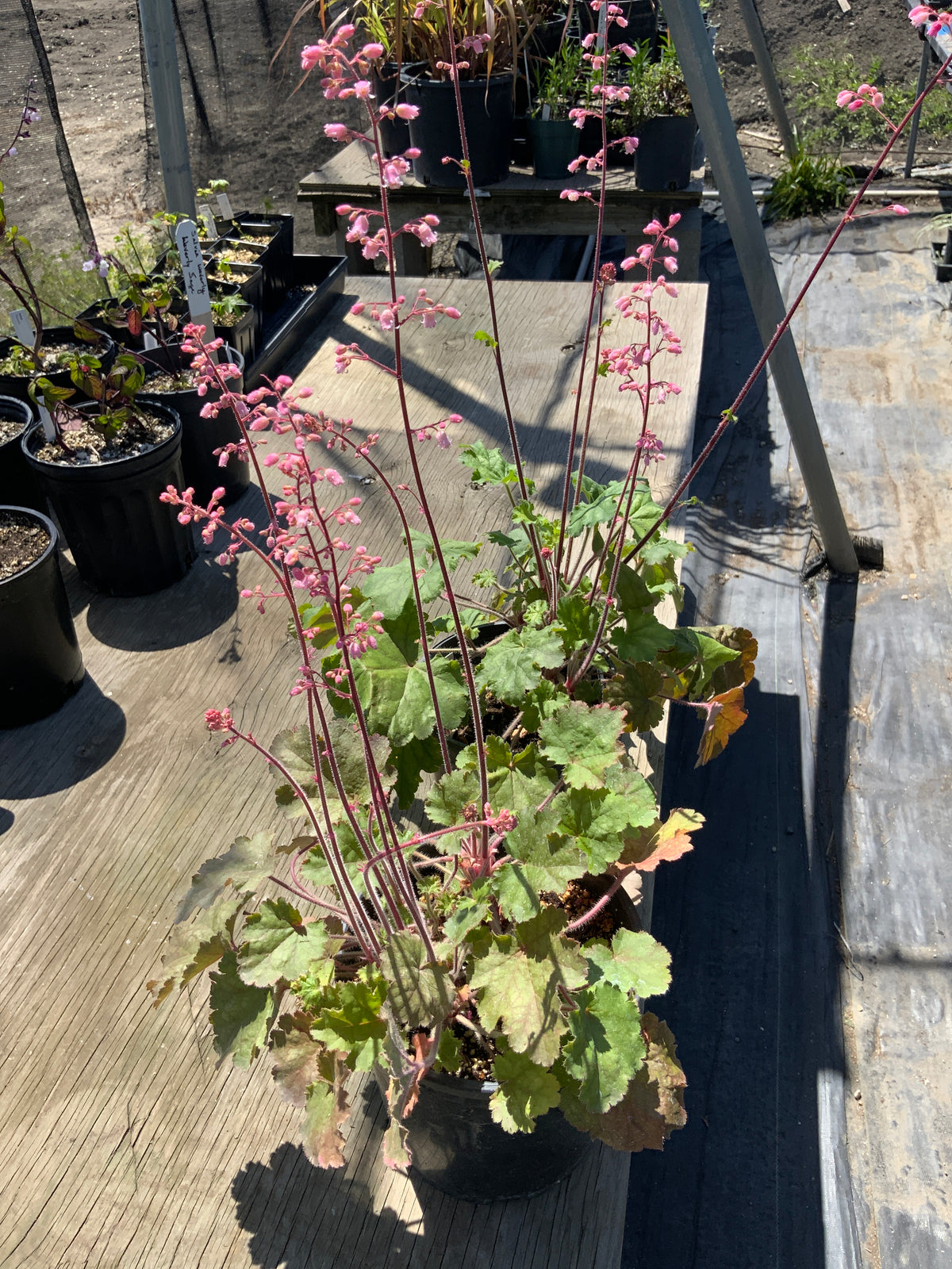 Heuchera - Old la Rochetta Coral Bells
