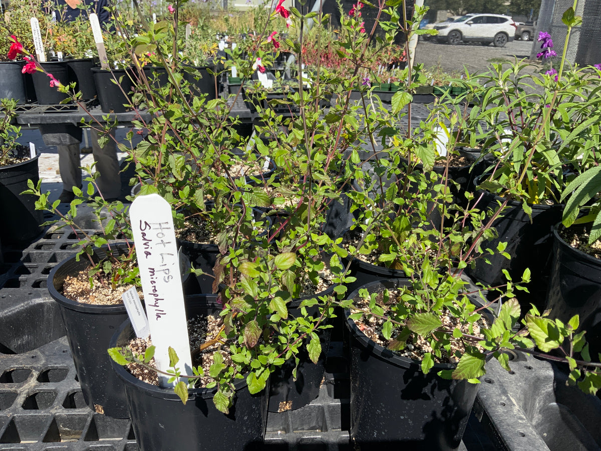 Salvia microphylla 'Hot Lips'
