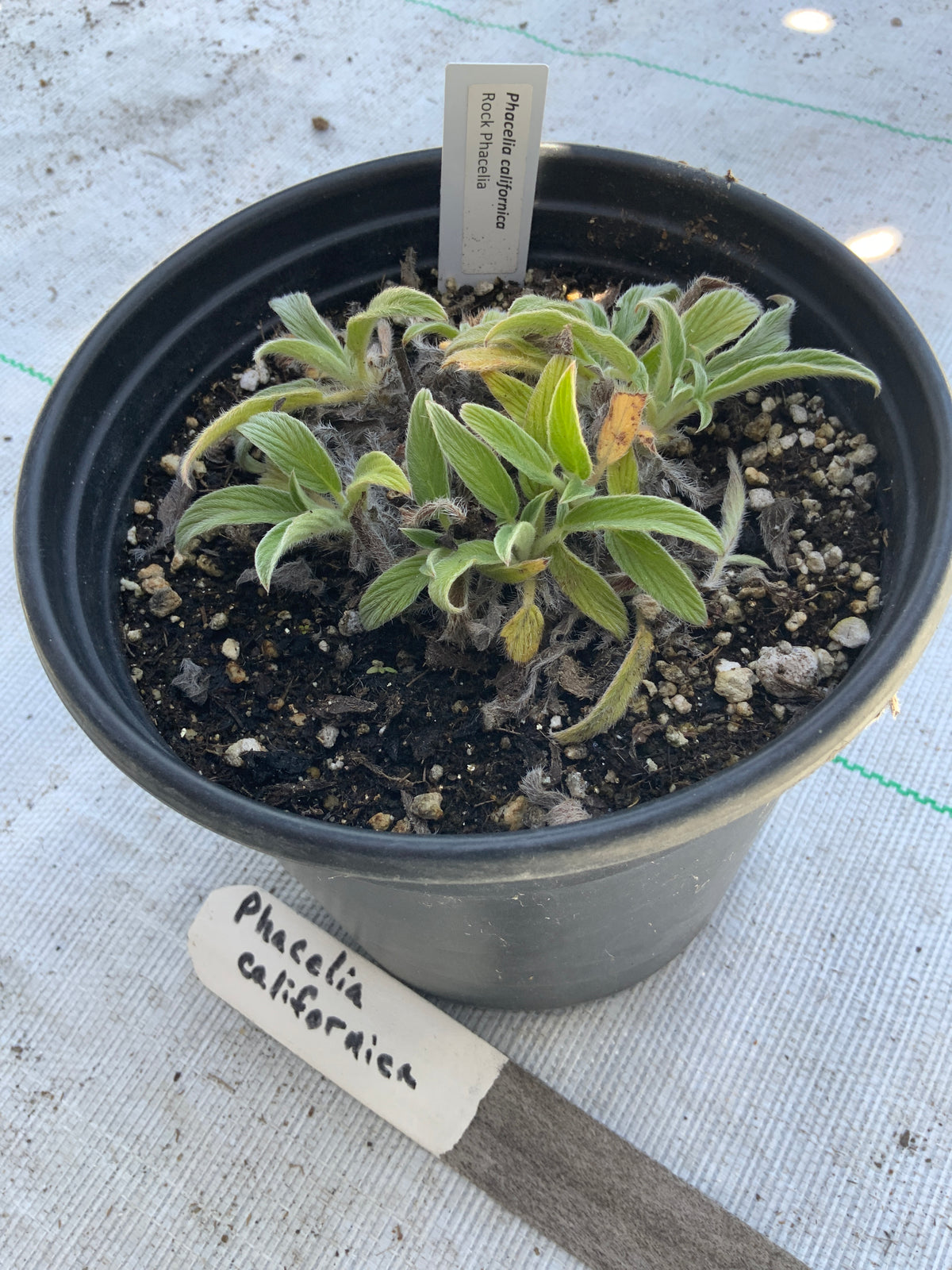 Phacelia californica - Rock Phacelia