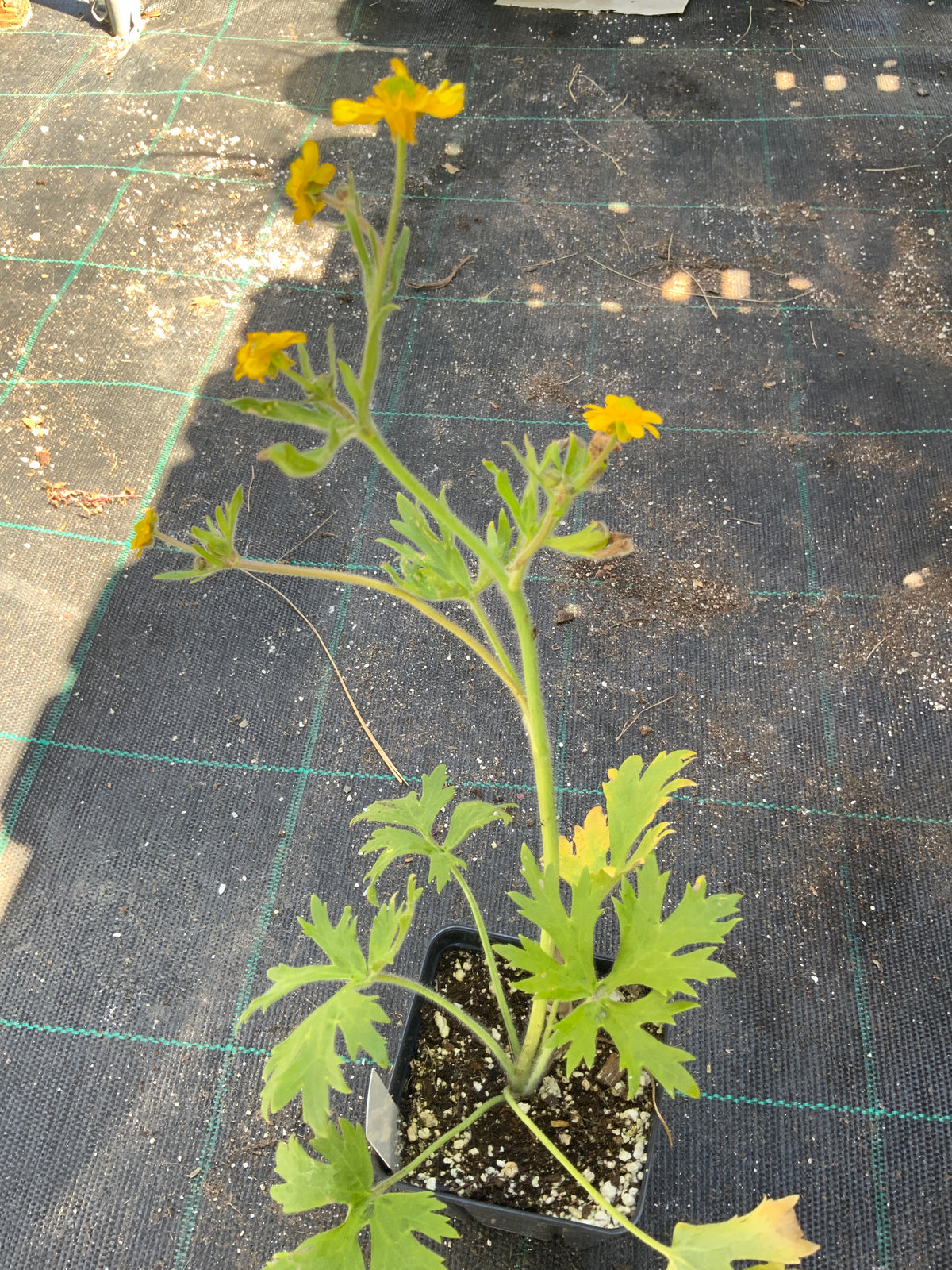 Ranunculus californica - California Buttercup