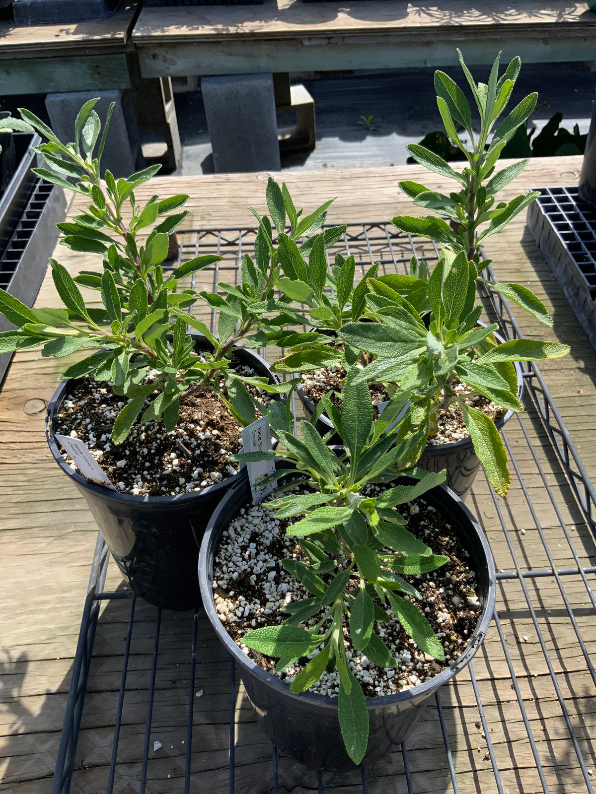 Salvia 'Shirley's Creeper'
