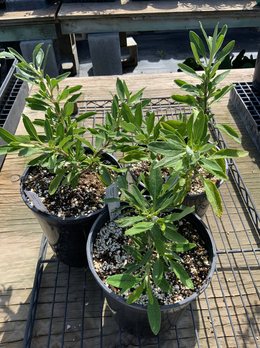Salvia 'Shirley's Creeper'