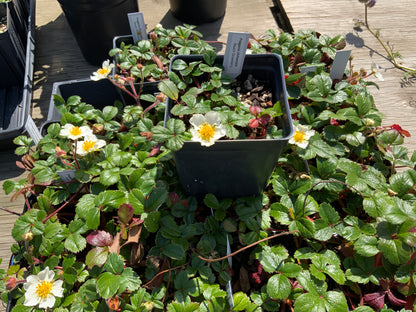 Frageria chiloensis - Beach Strawberry