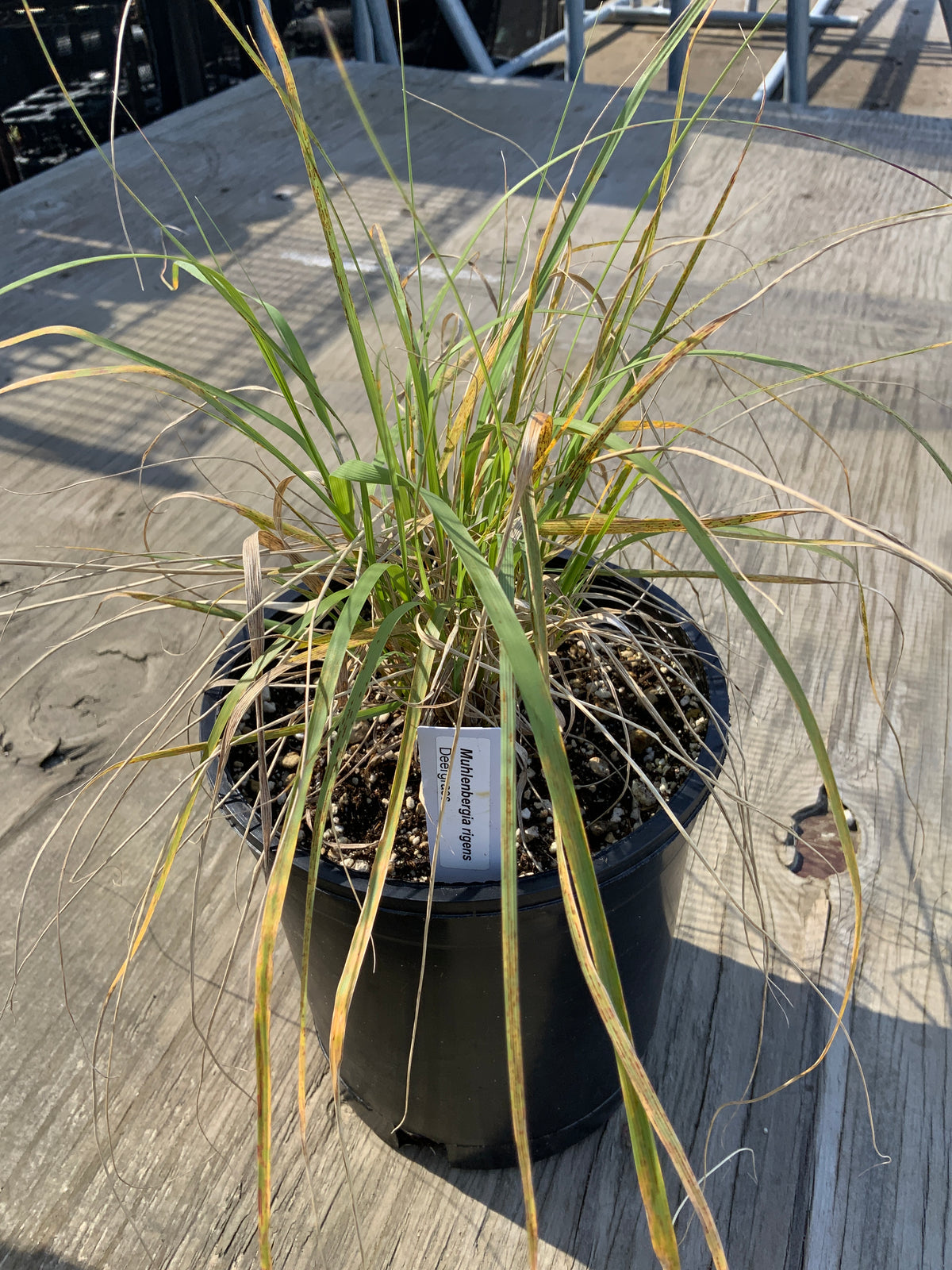 Muhlenbergia rigens - Deergrass