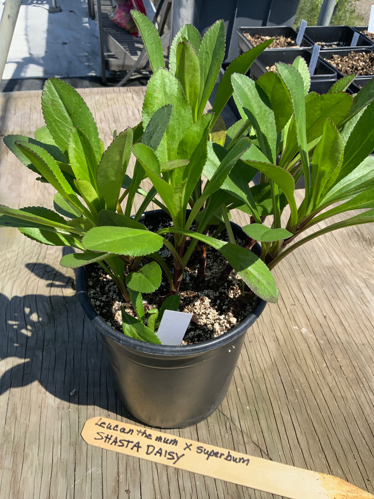 Leucanthemum x superbum - Shasta Daisy