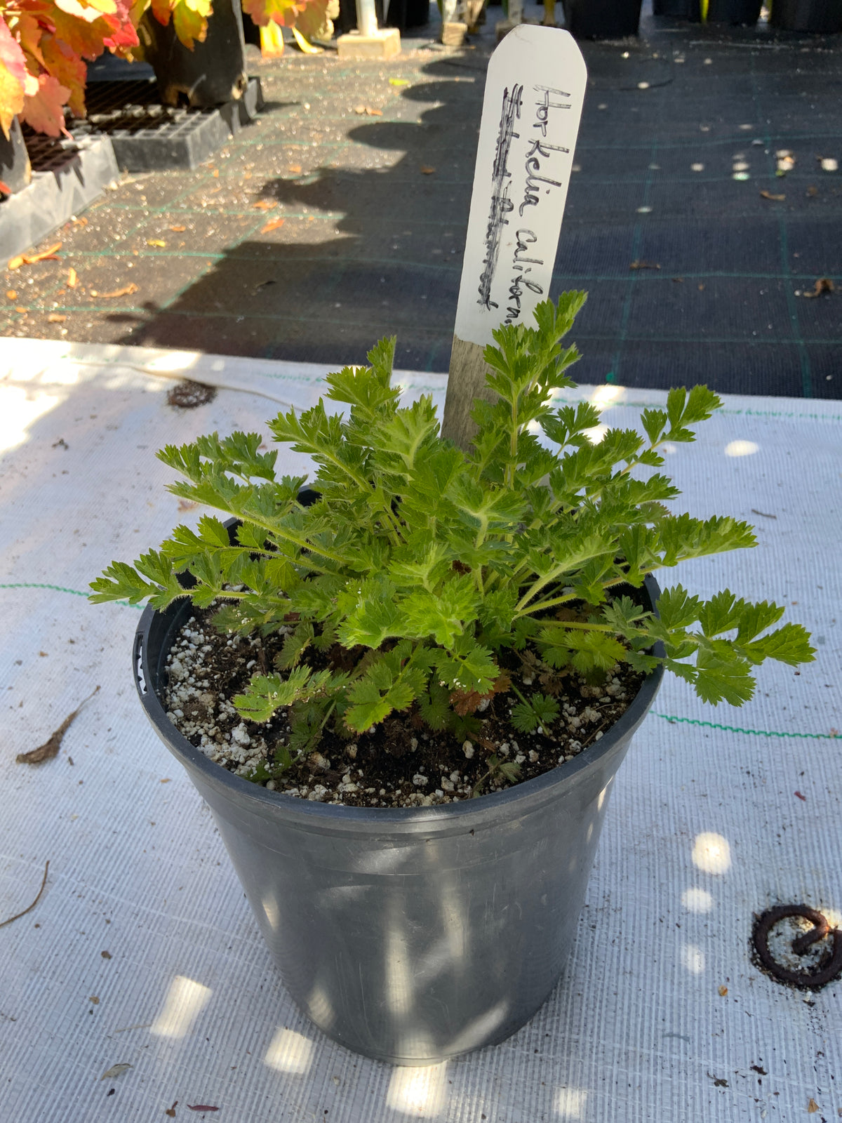 Horkelia californica - California Horkelia