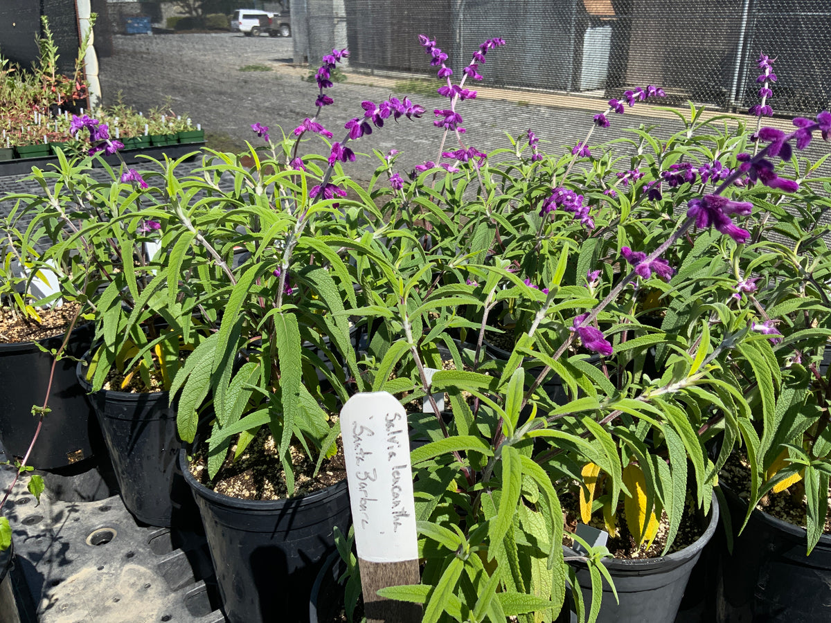 Salvia leucantha - Mexican Bush Sage 'Santa Barbara'