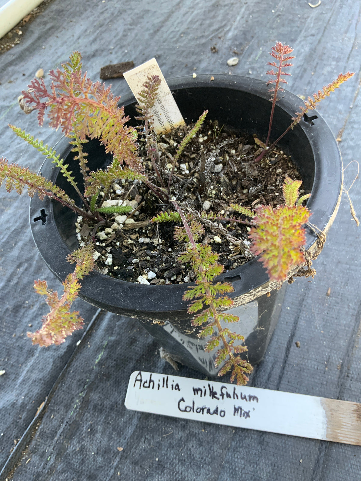 Achillea millefolium - 'Colorado Mix' Yarrow