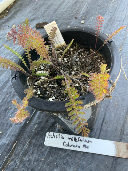 Achillea millefolium - 'Colorado Mix' Yarrow