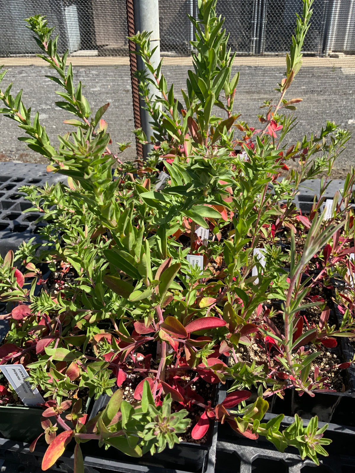 Clarkia purpurea var. purpurea - Winecups clarkia