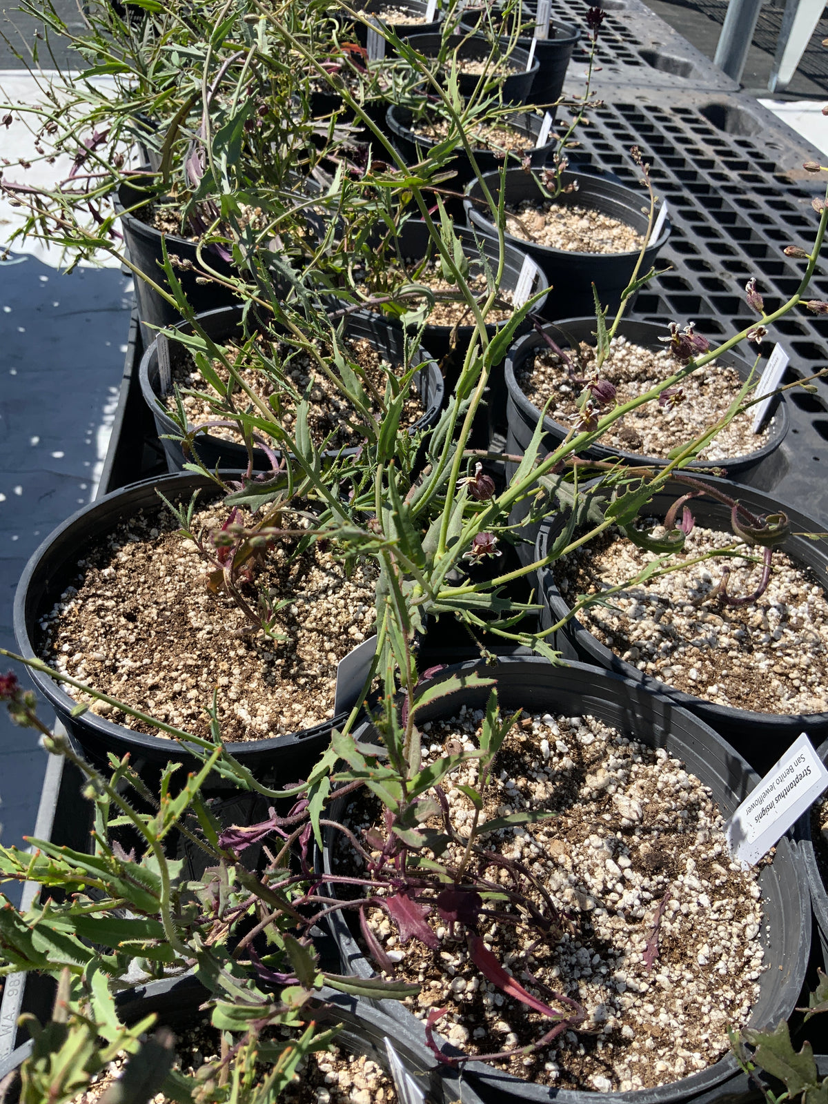 San Benitor Jewelflower - Monterey Bay Master Gardeners