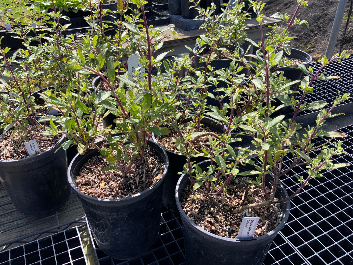 Salvia clevelandii 'Winifred Gilman'