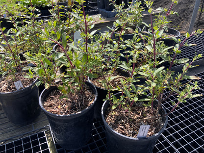 Salvia clevelandii 'Winifred Gilman'