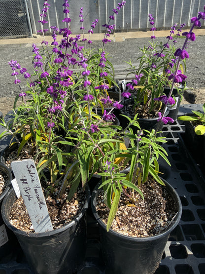 Salvia leucantha - Mexican Bush Sage 'All Purple'