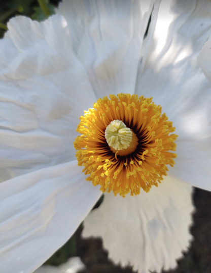 Romneya coulteri - Matilija Poppy - UC Master Gardeners of Monterey and Santa Cruz Counties