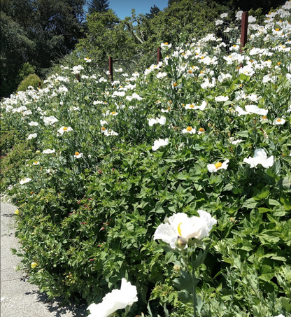 Romneya coulteri - Matilija Poppy  (along driveway) - UC Master Gardeners of Monterey and Santa Cruz Counties - Photo credit: MG Joy A