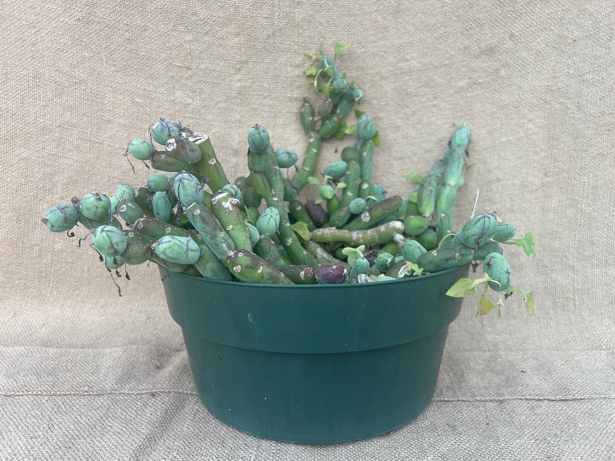 Curio articulatus 'Candle Plant'